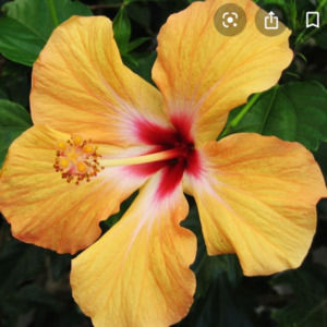 Meet your Posher, Gloria